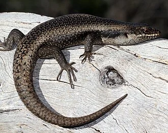 North Central Vic.