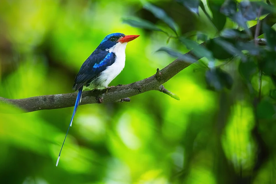 Common Paradise-Kingfisher
