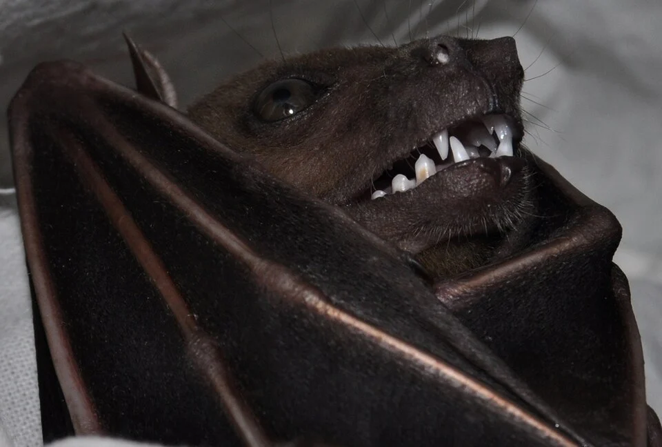 Indonesian Short-nosed Fruit Bat (Cynopterus titthaecheilus), forearm 80mm.  From Bogor, West Java.