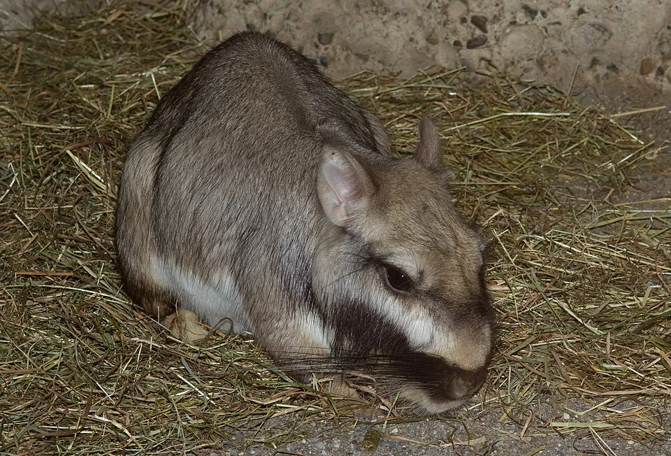 Lagostomus maximus