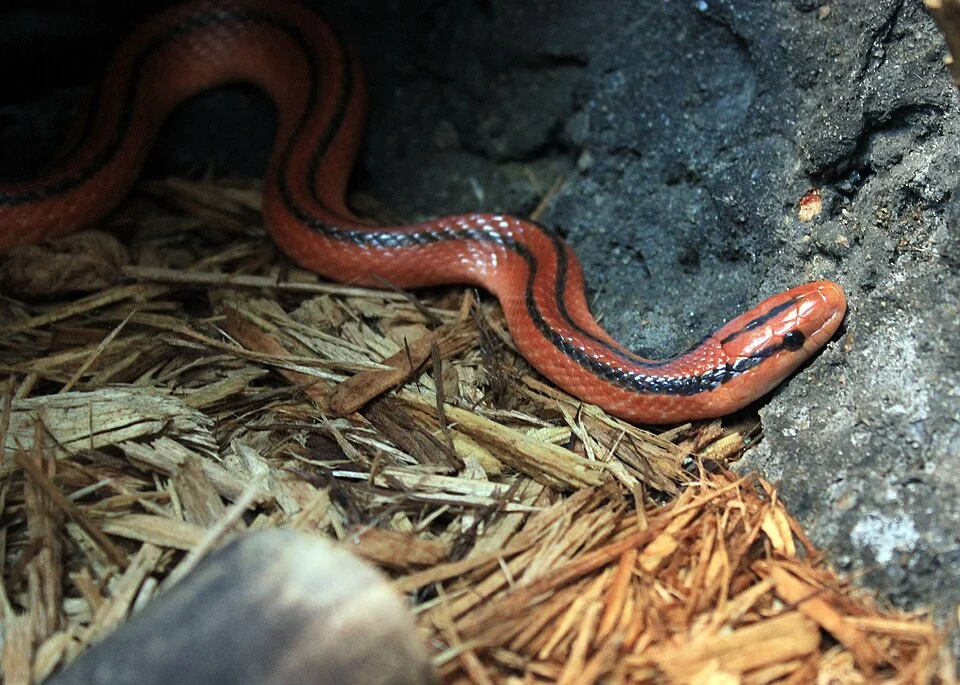 ; Pictures of fine cold-blooded animals
Snake from Southeastern Asia(Oreocryptophis porphyraceus coxi)