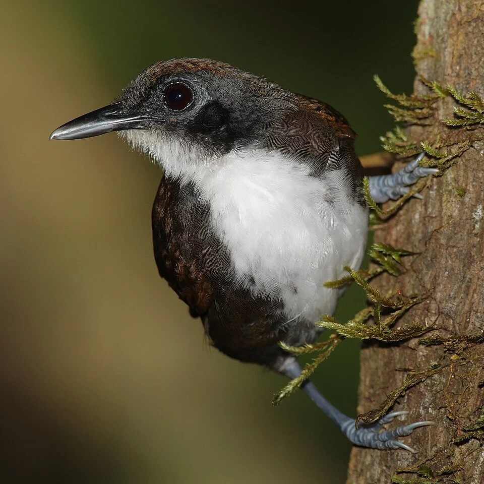 Bicolored Antbird -- Parque Nacional Darién, Panama -- 2008 February