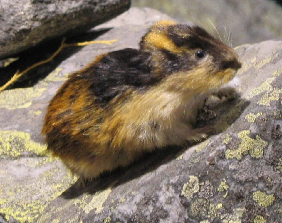 Taxidermied Norway lemming (Lemmus lemmus).