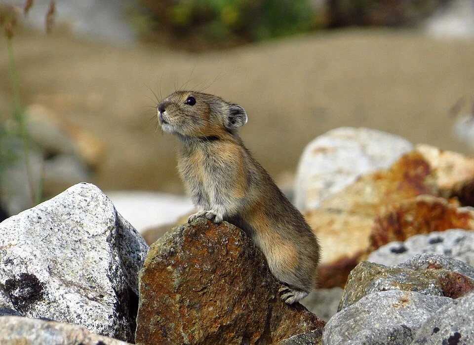 Northern pika (whistling hare) in attentive position in Momsky National Park, Sakha Republic, Russia