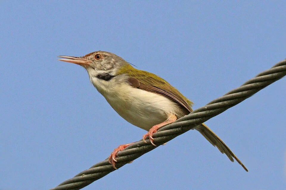 Common tailorbird (Orthotomus sutorius guzuratus), Vembanad Lake, Kerala, India