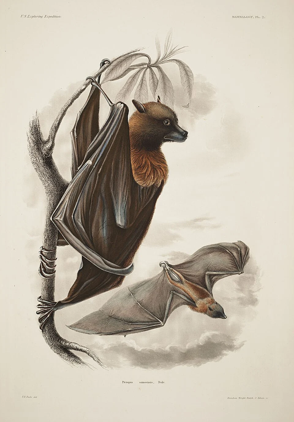 Plate 2 of Mammalogy section in Mammalogy and Ornithology.