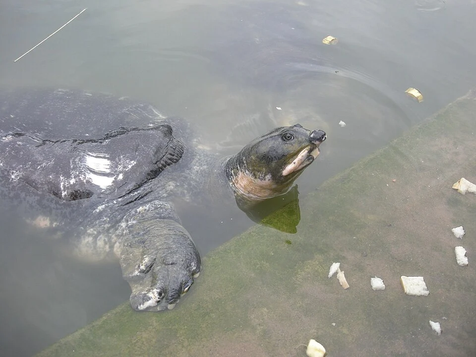 Black Soft-shelled Turtle or Bostami Turtle (Nilssonia nigricans)