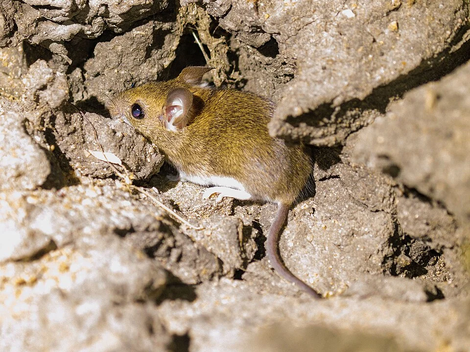 Calomys expulsus