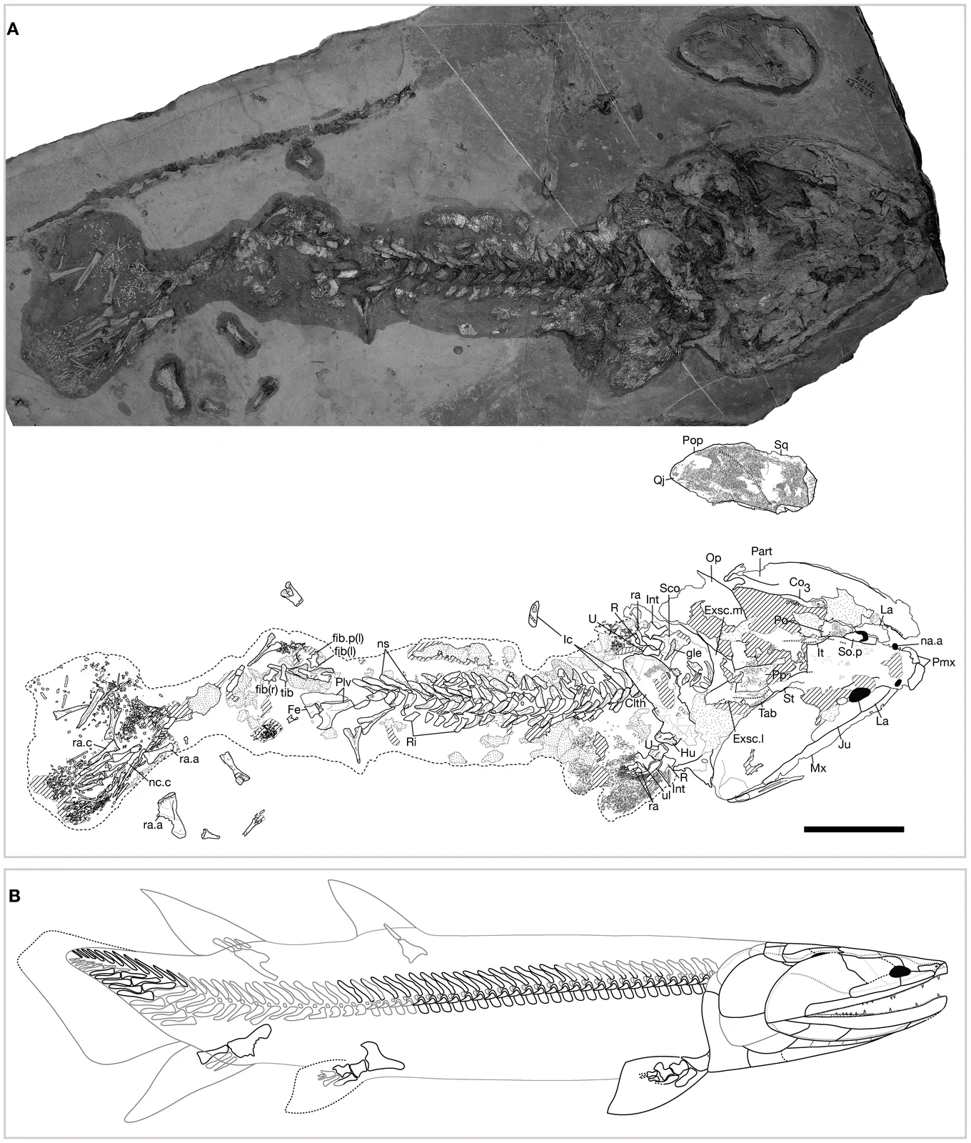 Tinirau clackae holotype UCMP 118605 with interpretive drawing and reconstructed skeleton, Brian Swartz 2012 figure 2