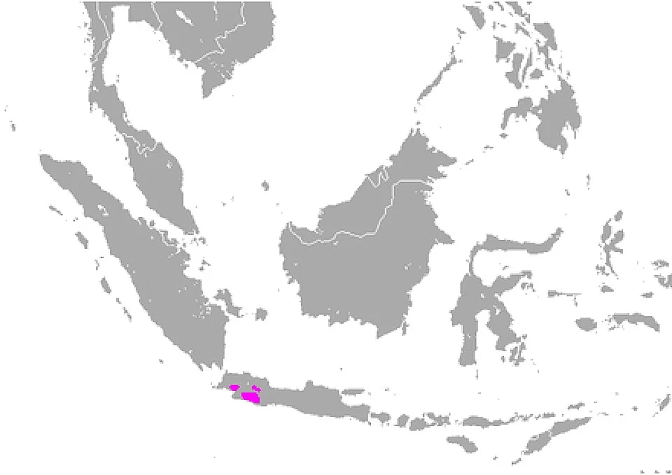 Javan treeshrew range