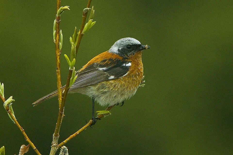 Eversmann's Redstart - Kazakistan_S4E3844