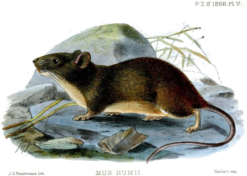 Mus humii = Hadromys humei