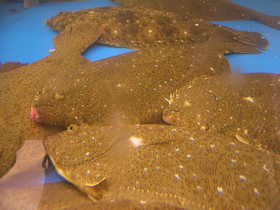 Live Korea Flatfish (Paralichthys olivaceus) sold in a supermarket in Federal Way, Washington