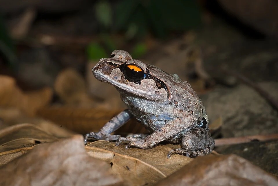 Leptobrachium smithi, Smith's litter frog - Kaeng Krachan National Park.
Photo by Thai National Parks, https://www.thainationalparks.com/kaeng-krachan-national-park.