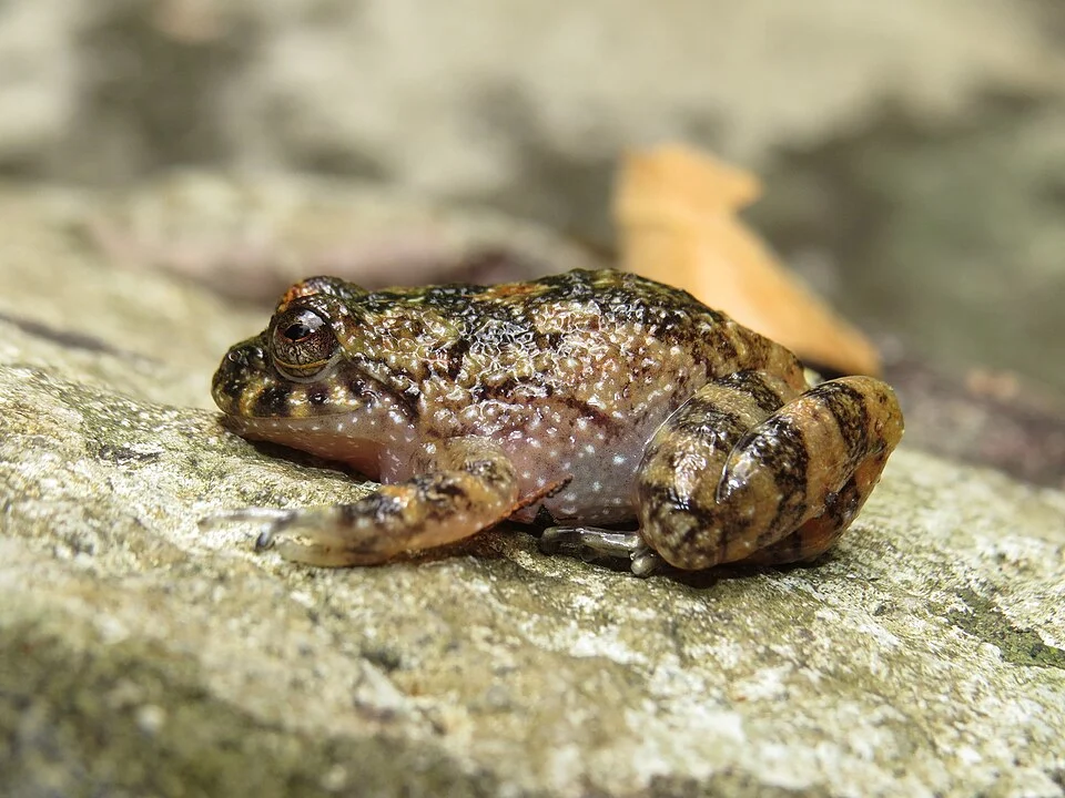 Cycloramphus brasiliensis