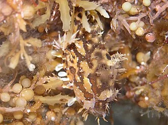 Sargassumfish (Histrio histrio) in an aquarium.
