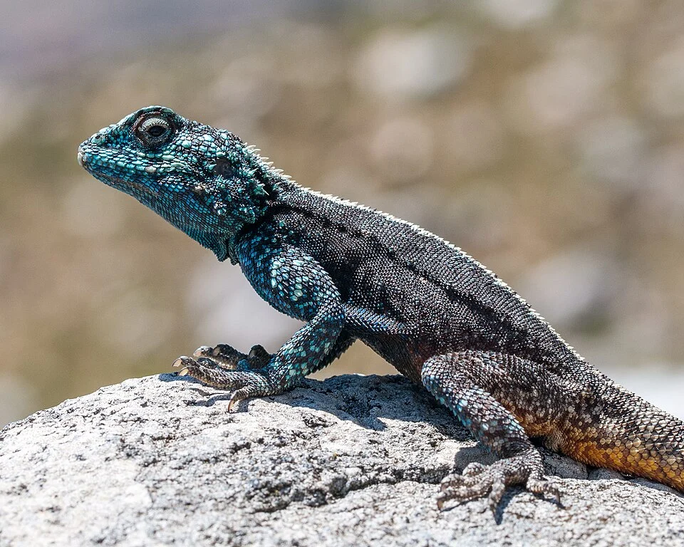 agama atra