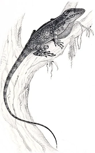 Anolis microtus