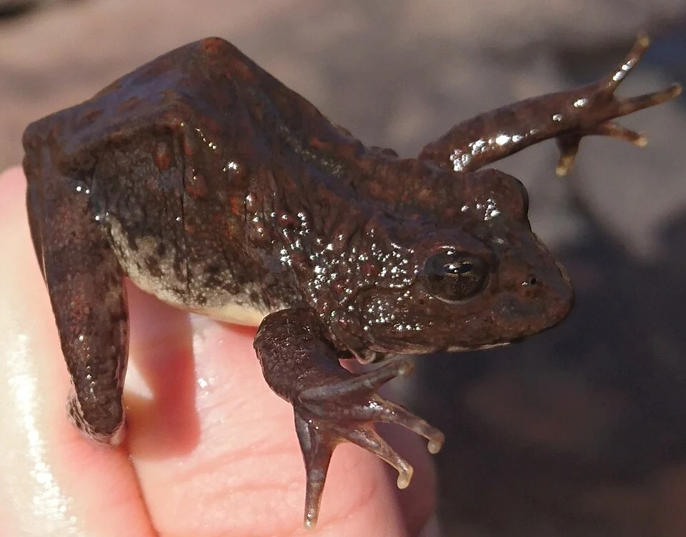 Amietia hymenopus - Phofung River Frog at Gaints Castle Game Reserve, South Africa. Photo by Nick Schaller. Original iNaturalist observation here: https://www.inaturalist.org/observations/230053390