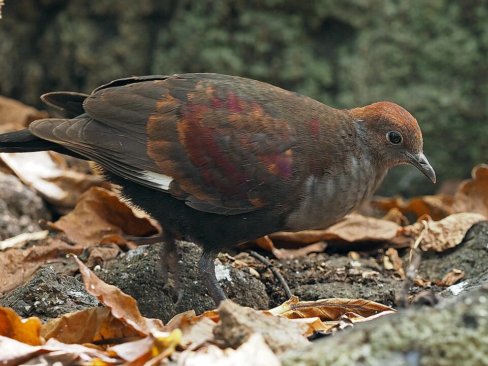 Marquesan ground dove
