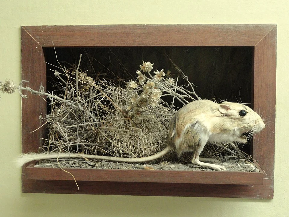 Exhibit in the Pacific Grove Museum of Natural History, Pacific Grove, California, USA. Photography was permitted without restriction in the museum.