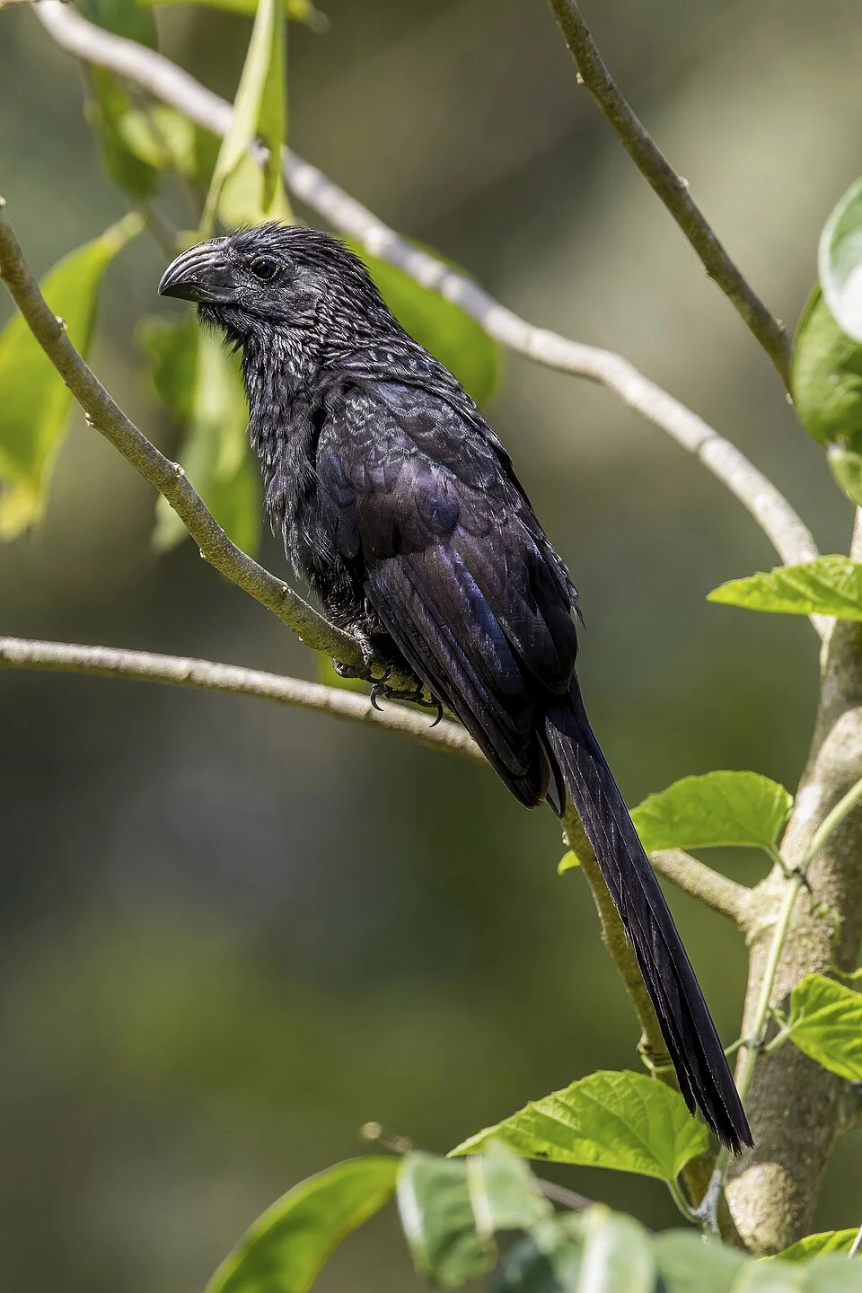 Groove-billed ani (Crotophaga sulcirostris), Cayo, Belize