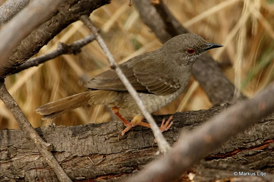 Miombo Wren-Warbler (Calamonastes undosus). Species of bird.