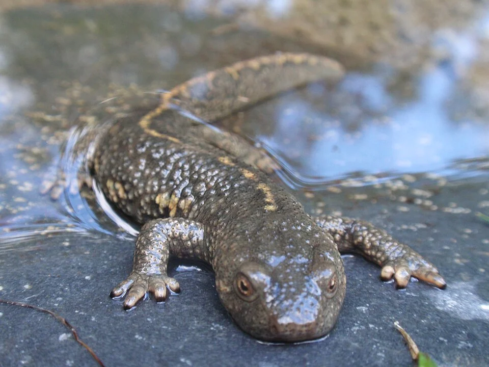 Tritó Pirinenc, (euproctus asper)