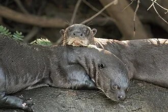 Giant otters (Pteronura brasiliensis), Three Brothers River, Near Porto Jofre, Pantanal, Brazil
