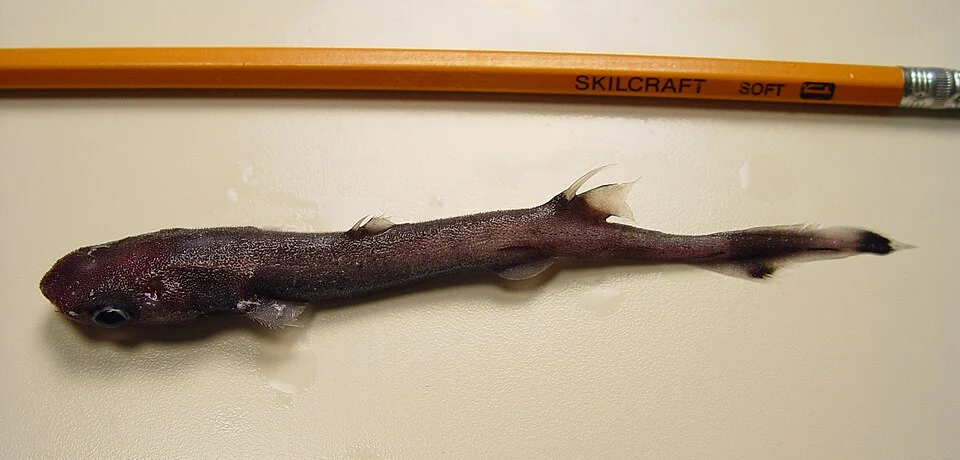 Broadbanded lanternshark (Etmopterus gracilispinis)