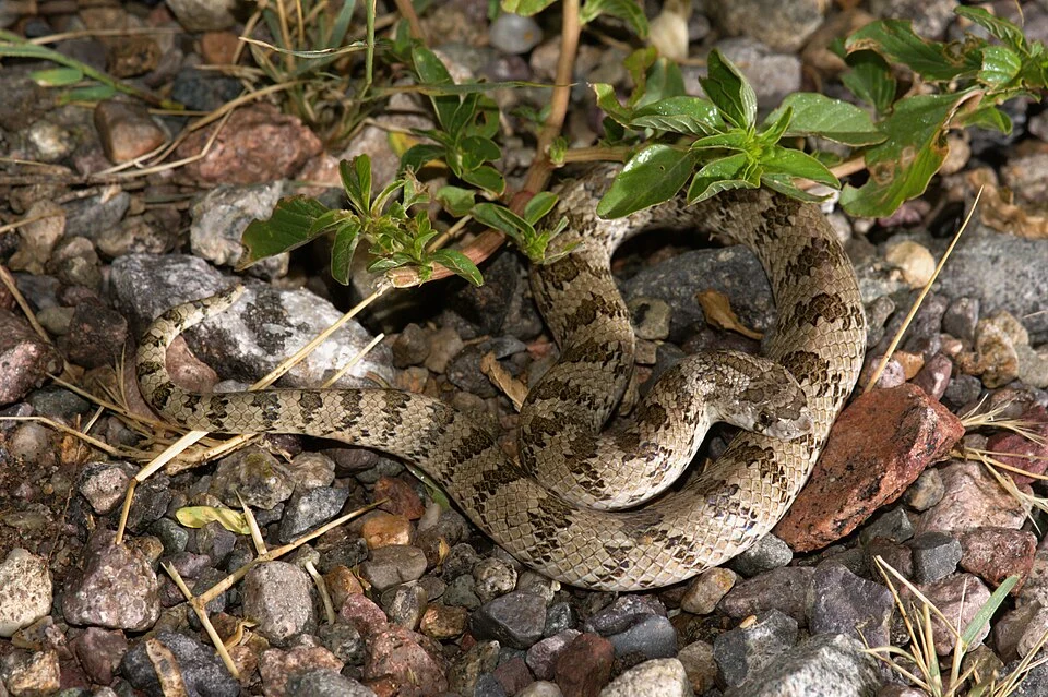 Chihuahuan hook-nosed snake in Arizona.