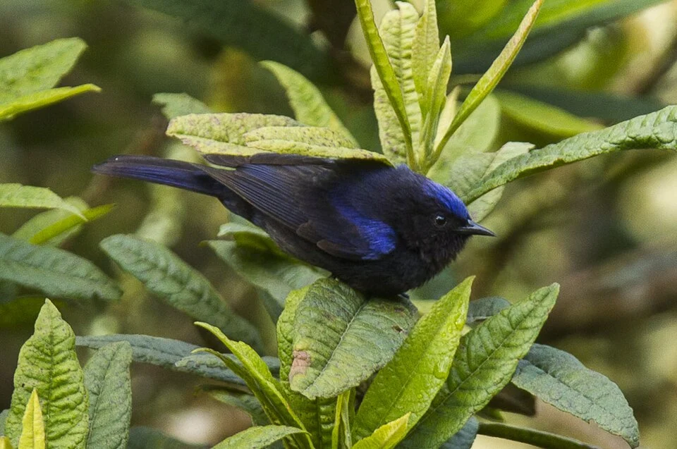 Capped Conebill - Ecuador_S4E4700