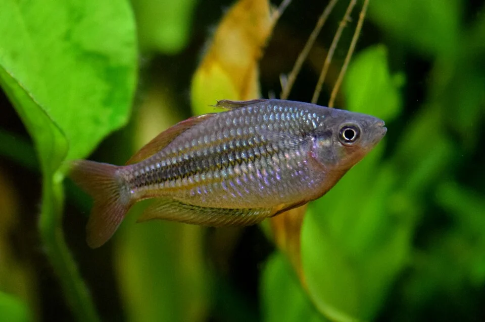 A Lake Eacham Rainbowfish, Melanotaenia eachamensis, photographed in an aquarium.