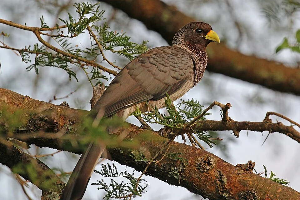 Eastern grey plantain-eater (Crinifer zonurus) female, Semliki Wildlife Reserve, Uganda