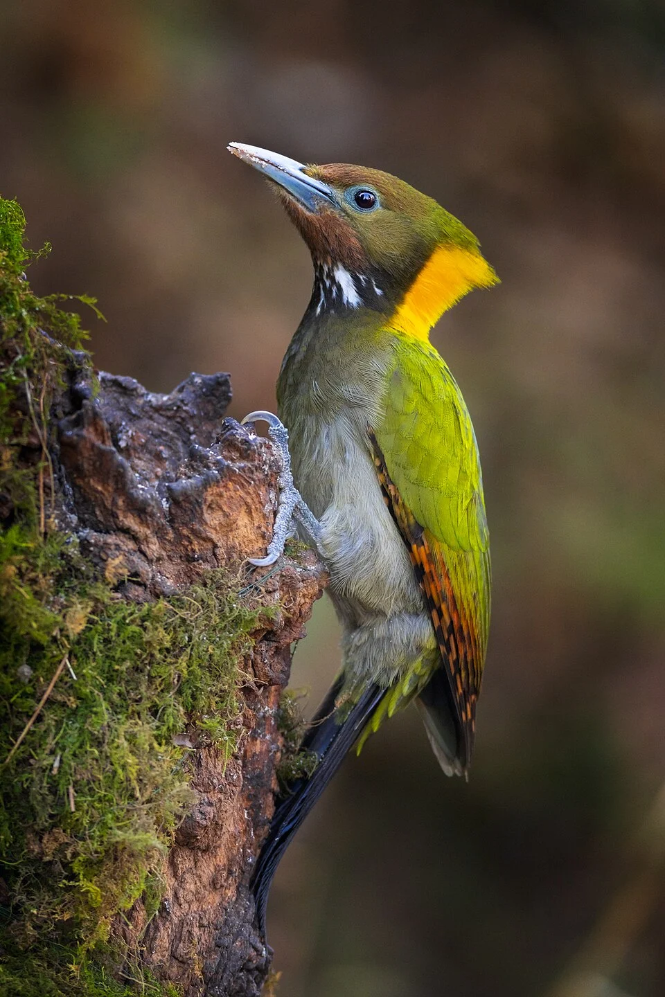 Greater Yellownape (Chrysophlegma flavinucha) in India