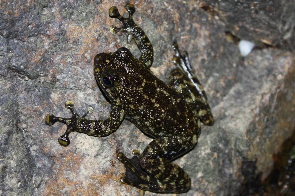 Hong Kong Cascade Frog, (Amolops hongkongensis).
Taken in Ma On Shan Country Park.