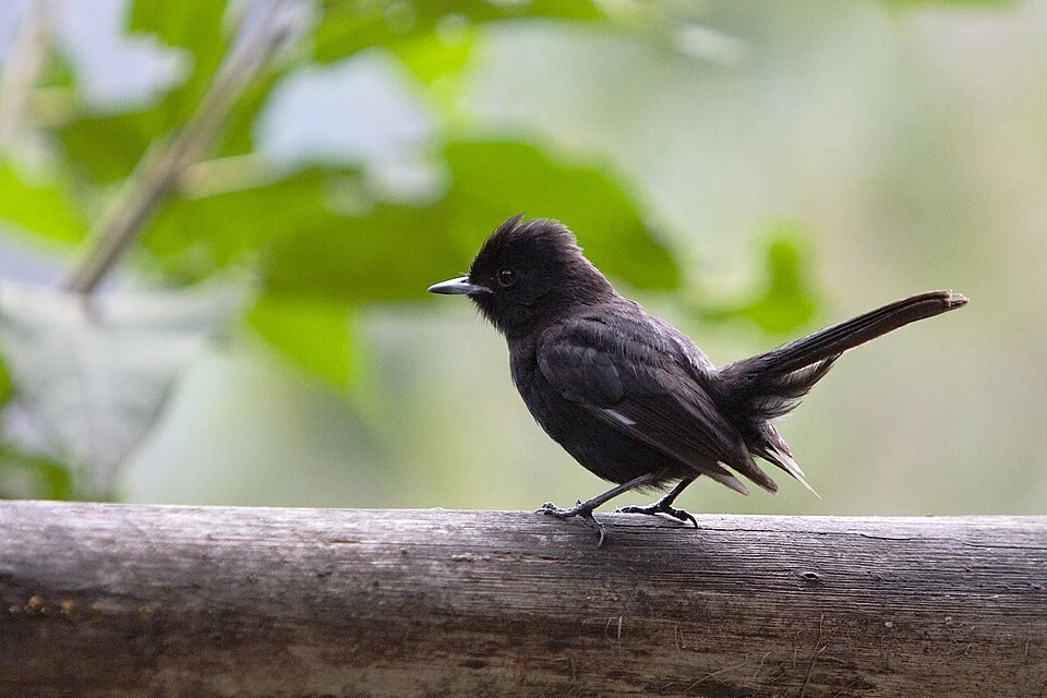 A White-winged Black-tyrant in Macchu Picchu, Peru. Photopgraphed in Machu Picchu Sanctuary Lodge hotel.