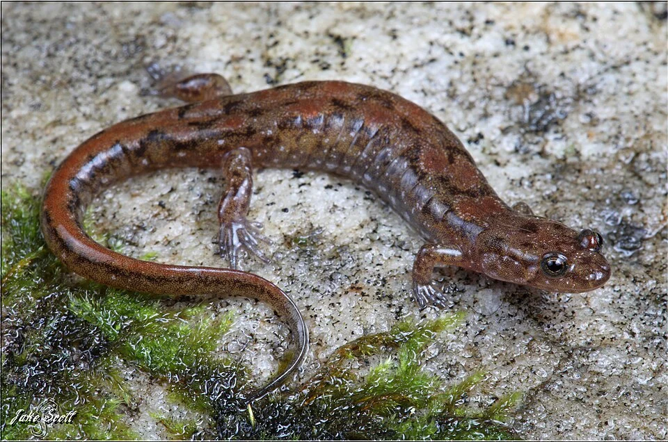 Cumberland Dusky Salamander (Desmognathus abditus)