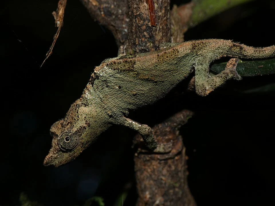 Marshall's Pygmy Chameleon (Rhampholeon marshalli)