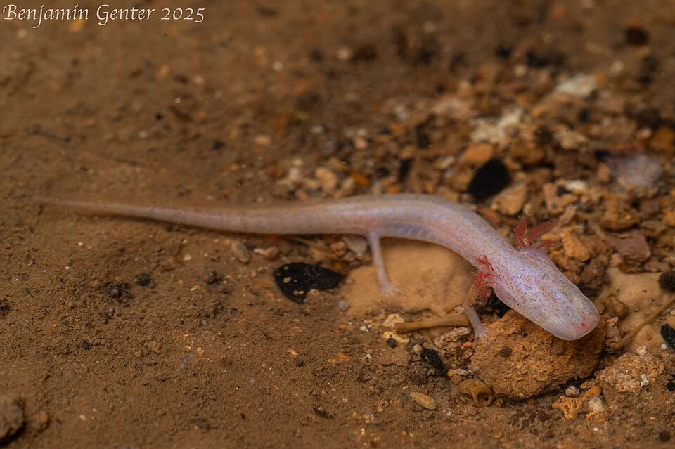 Georgia Blind Salamander (Eurycea wallacei), Jackson County, Florida. Photograph by Benjamin W. Genter.