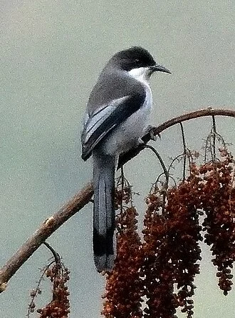Grey Sibia Heterophasia gracilis. Clicked by Dr. Raju in Lengteng Wildlife Sanctuary, Mizoram, India