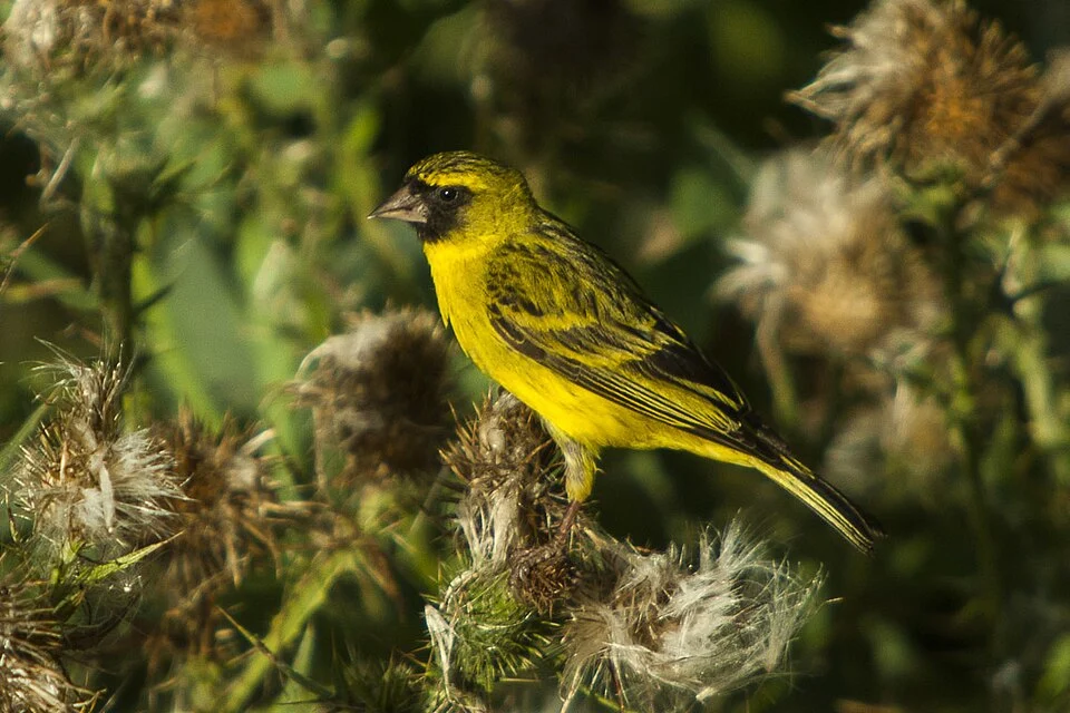 African Citril - Naivasha - Kenya_06_9856