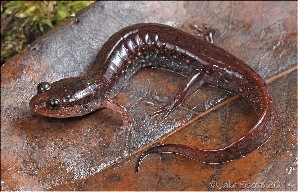 Southern Dusky Salamander (Desmognathus auriculatus)
