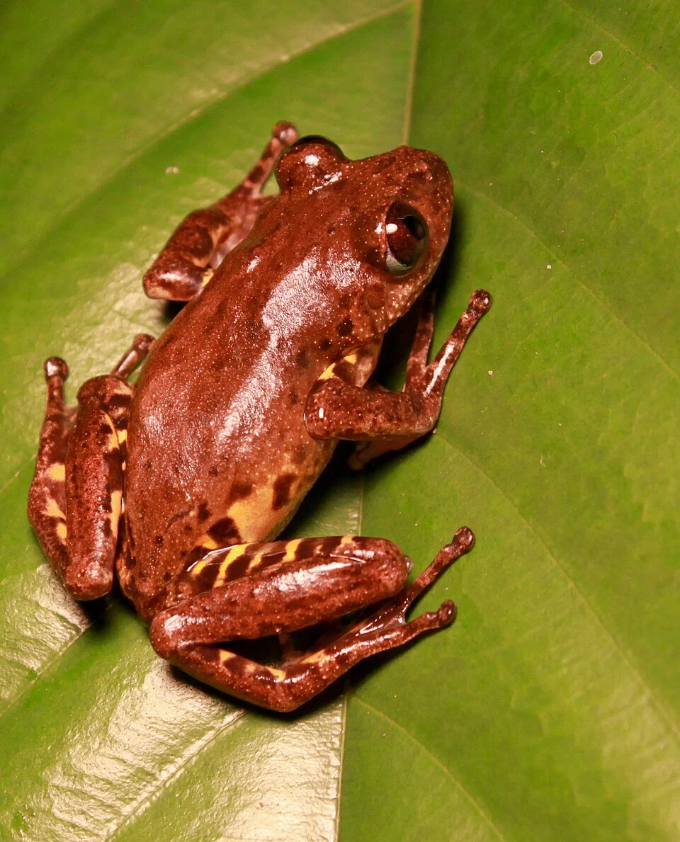 Phlyctimantis leonardi. Libreville, Gabon.