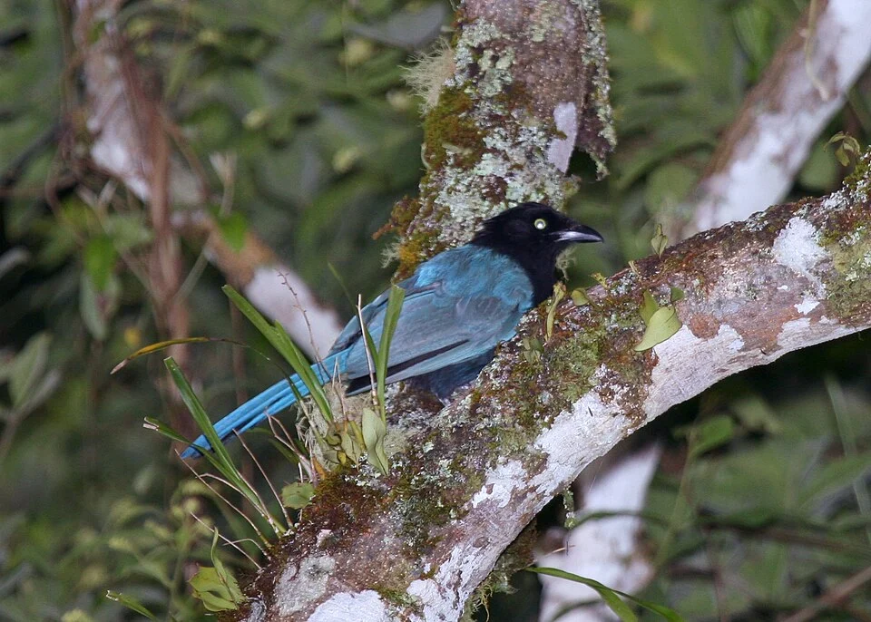 Bushy-crested Jay (Cyanocorax melanocyaneus) Dysmorodrepanis 20:27, 29 May 2008 (UTC)