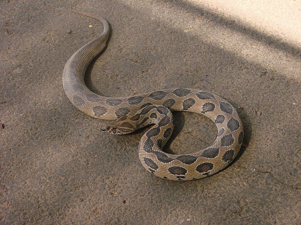 Daboia russelii Russel's Viper in the CME Dapodi campus. Photographed by Abhinav Chawla (self).