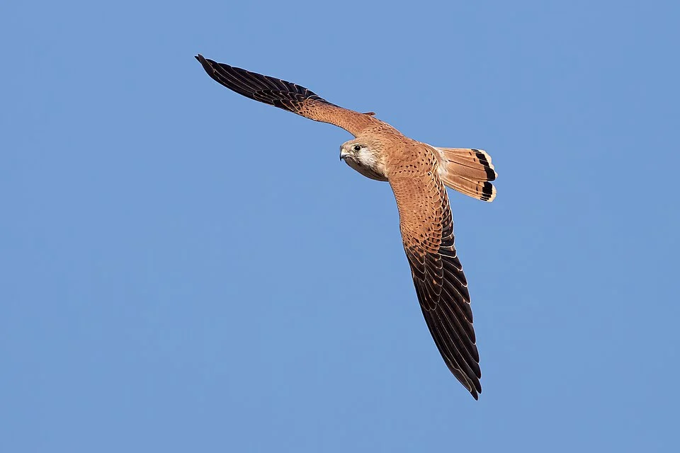 Nankeen Kestrel (Falco cenchroides). Bushell's Lagoon, New South Wales, Australia