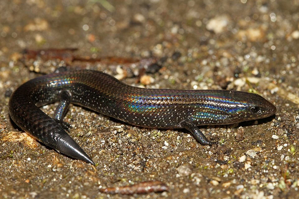 Ristella rurkii