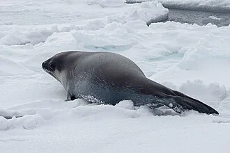 Ross Seal Ommatophoca rossii, off Wilkes Land, Antarctica.