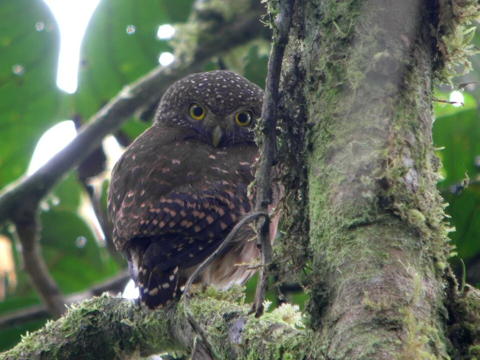 Cloud-forest Pygmy Owl Glaucidium nubicola, Tandayapa, Ecuador